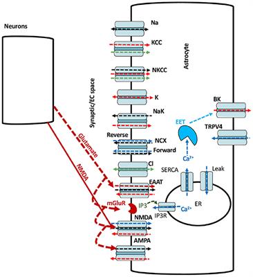 Modeling the heterogeneity of sodium and calcium homeostasis between cortical and hippocampal astrocytes and its impact on bioenergetics